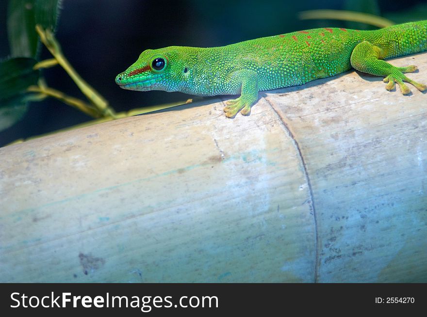 A giant Madagascar day gecko photographed in a zoo.