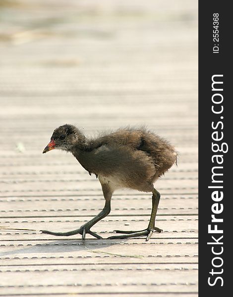 Young water hen with long legs
