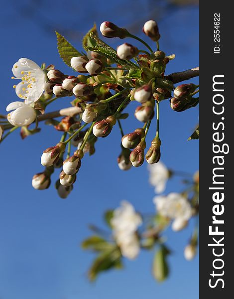 Cherry bloom against bright blue sky