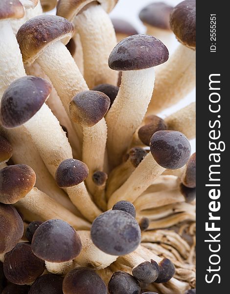 A brunch of Southern Poplar Mushroom on white background