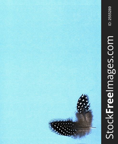 Guinea fowl feathers  sky blue background. Guinea fowl feathers  sky blue background