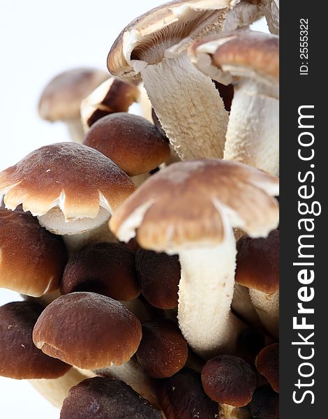 A brunch of Southern Poplar Mushroom on white background