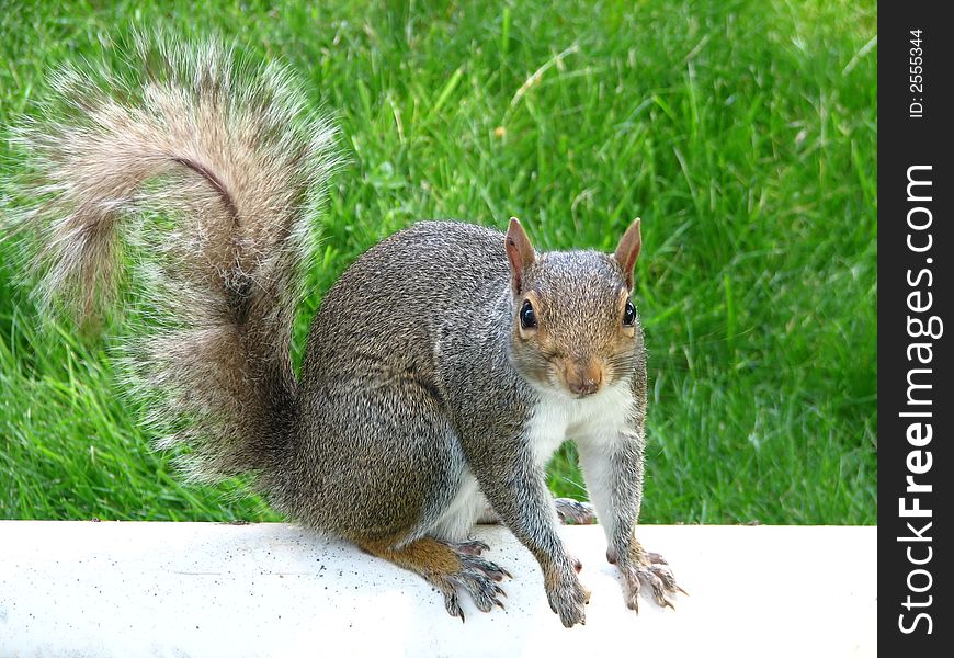 Squirrel seems to be begging, natural light, grassy background.  Will isolate animal upon request. Squirrel seems to be begging, natural light, grassy background.  Will isolate animal upon request.