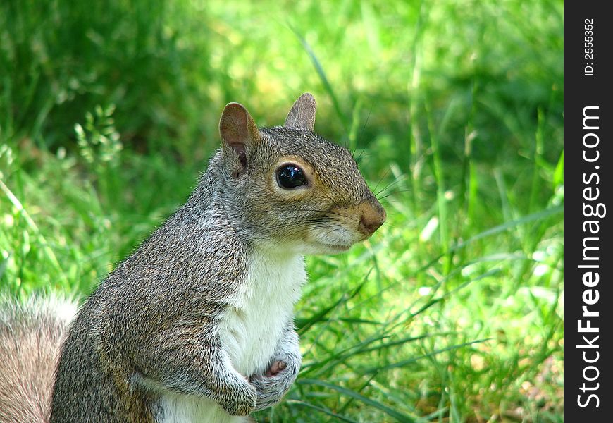 Squirrel close-up, natural light, grassy background. Will isolate animal upon request. Squirrel close-up, natural light, grassy background. Will isolate animal upon request.