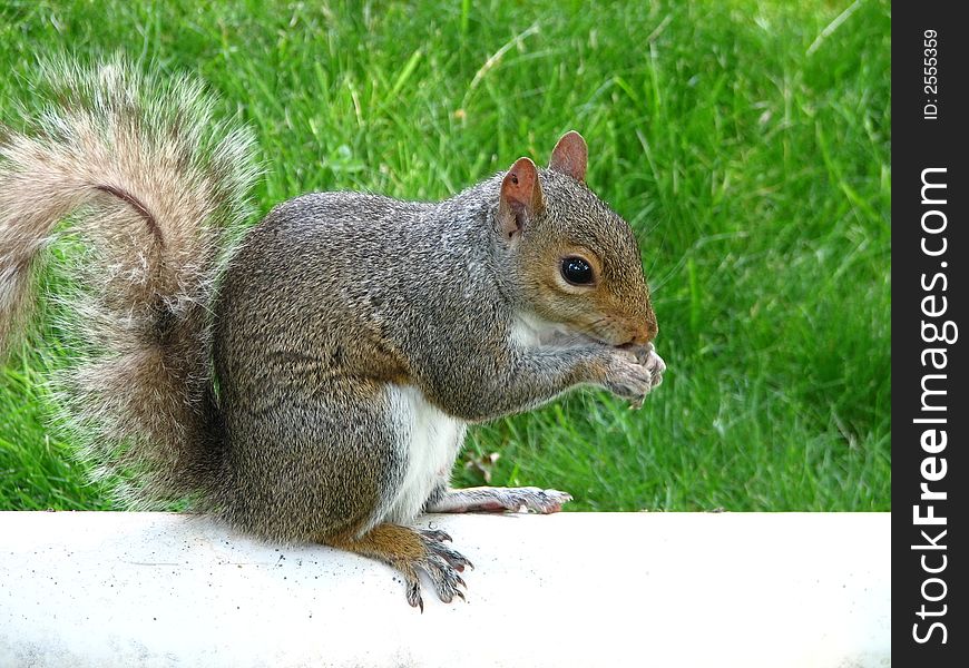 Squirrel nibbling on nut, natural light, grassy background.  Will isolate animal upon request.