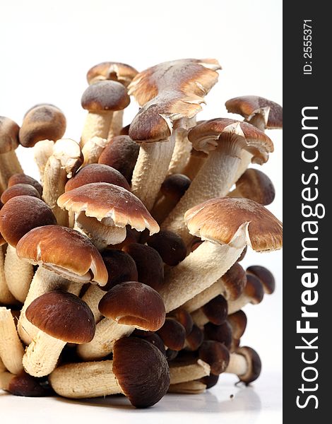 A brunch of Southern Poplar Mushroom on white background