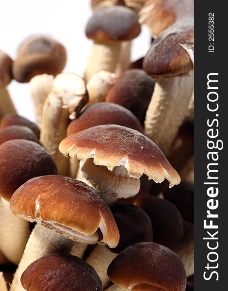 A brunch of Southern Poplar Mushroom on white background