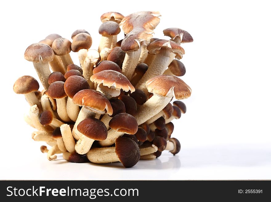 A brunch of Southern Poplar Mushroom on white background