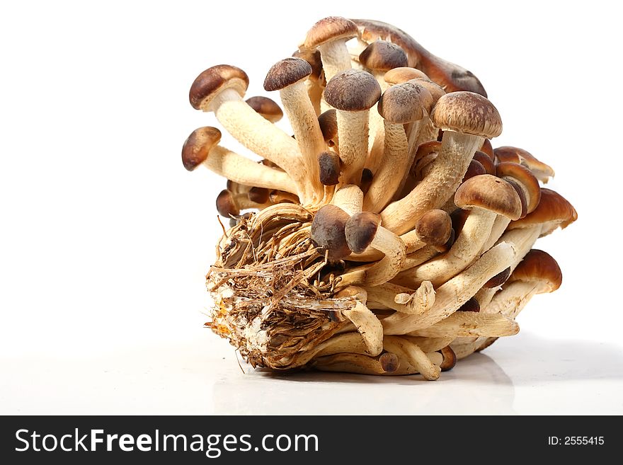 A brunch of Southern Poplar Mushroom on white background