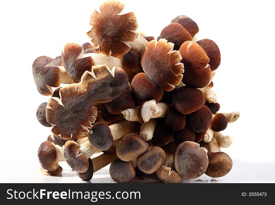 A brunch of Southern Poplar Mushroom on white background