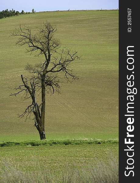 A lonely tree in among the green hills