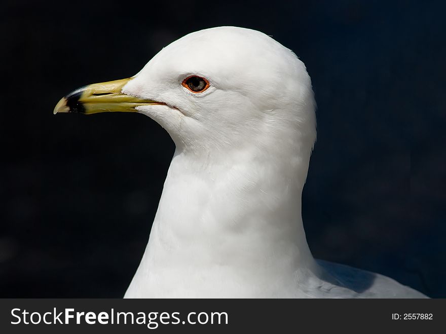 Head shot of a proud young seagull. Head shot of a proud young seagull.