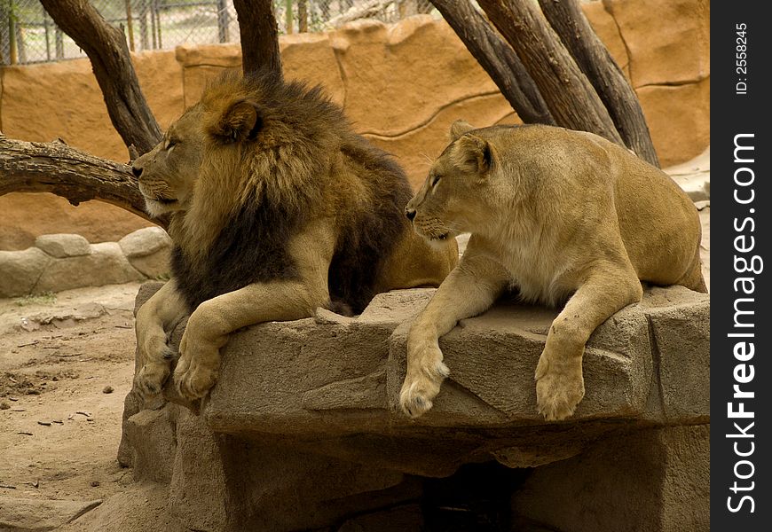 Big Lion roaring in cage: (fem. lioness) a large tawny-coloured cat of Africa and NW India, of which the male has a shaggy mane. [Panthera leo.] a brave, strong, or fierce. Big Lion roaring in cage: (fem. lioness) a large tawny-coloured cat of Africa and NW India, of which the male has a shaggy mane. [Panthera leo.] a brave, strong, or fierce