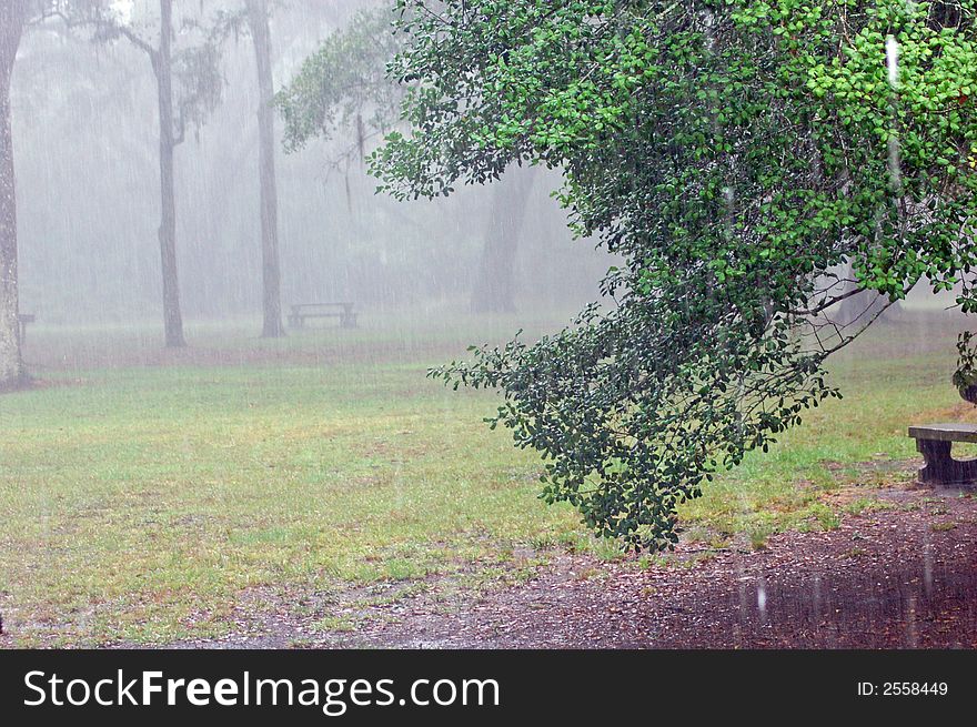 This is at a park in south GA. It was raining that day.