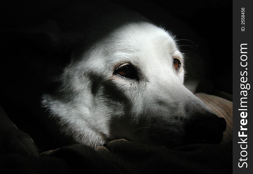 White dog in light and shadow