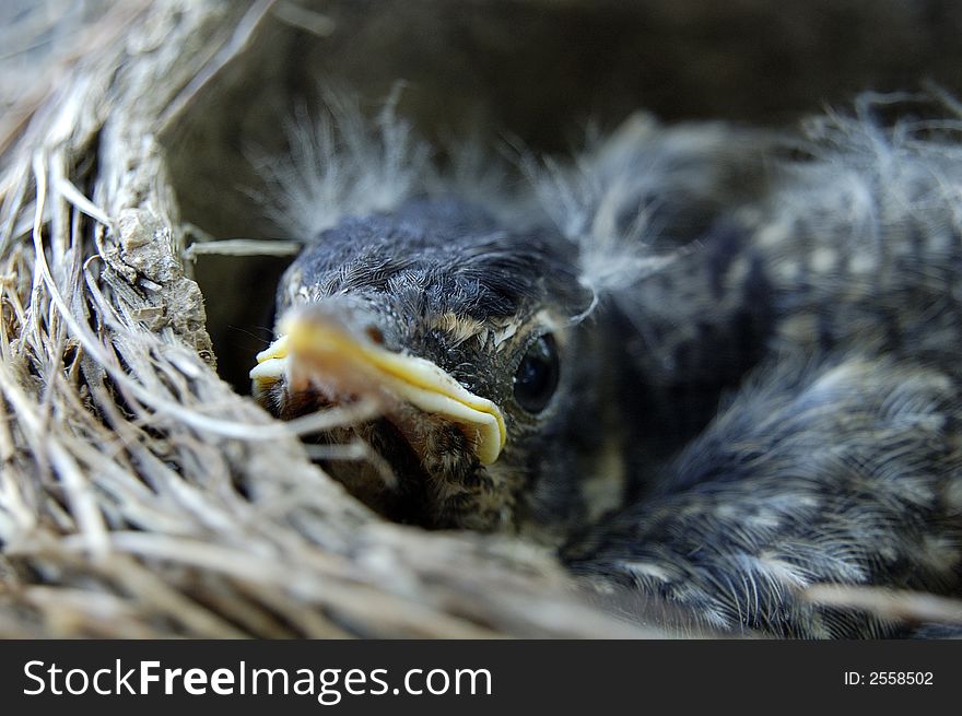 Baby bird in nest looking up. Baby bird in nest looking up