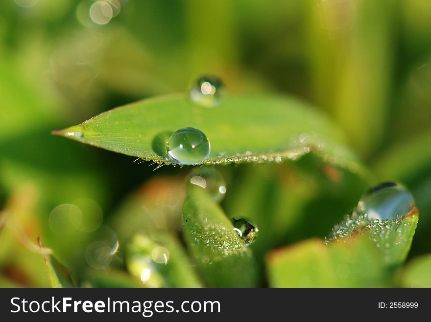 Green grass and water droplets