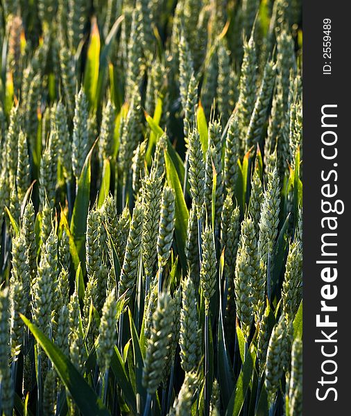 Closeup of a field of wheat.