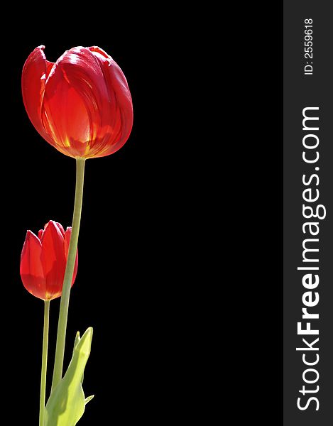 Red tulips isolated on a black background.