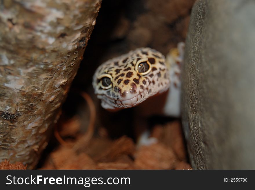 Eublepharis macularius - reptiles in terrarium