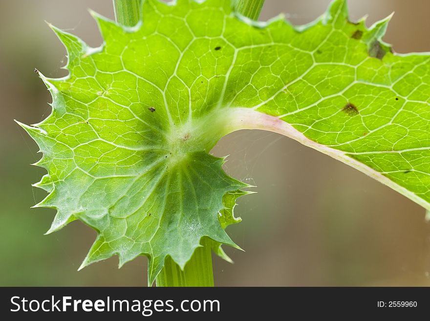 Natural abstract of a thistle leaf