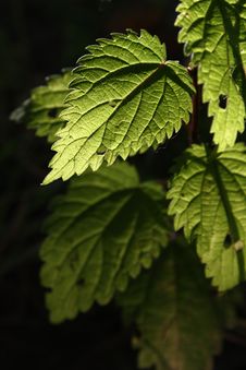 Nettle Leaf Stock Images Nettle Leaf Stock Images