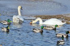 Mallard Ducks And Swans Swimming In The Lake Royalty Free Stock Image
