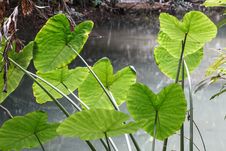 Caladium Leave  In Rain Forest Stock Photo