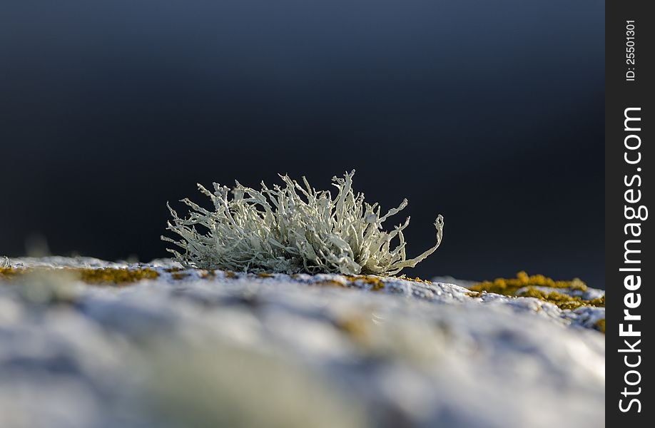 Lichen rising on coast rock