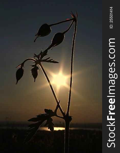 Meadow flowers with the setting sun in the background. Meadow flowers with the setting sun in the background