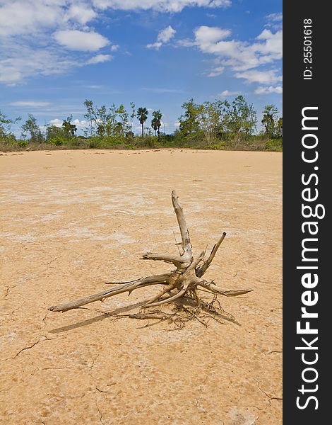 Branch of dead tree in desert