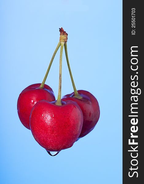 Three ripe red cherries with a drop of water against a blue background. Three ripe red cherries with a drop of water against a blue background