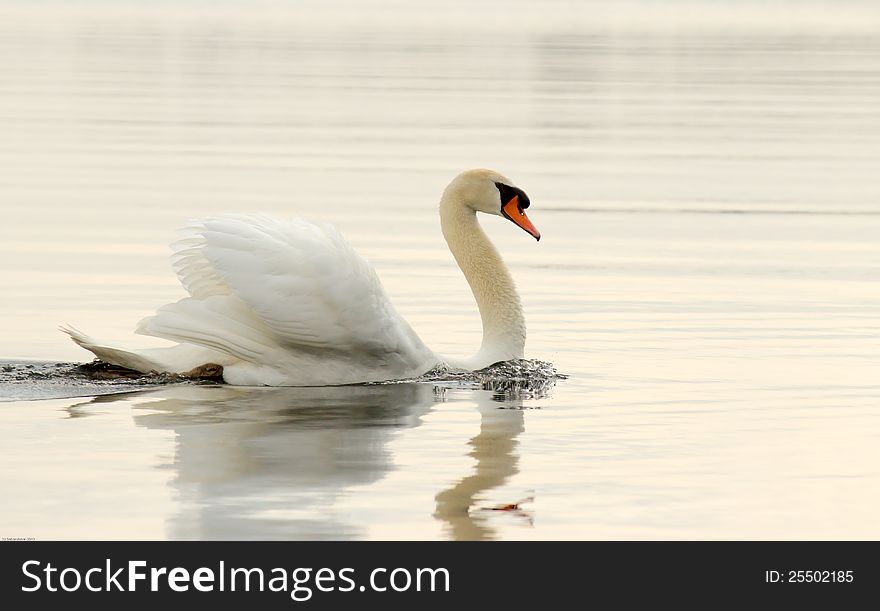 Swan protecting the beach by scaring away all the other birds, due to swan babies close by. Swan protecting the beach by scaring away all the other birds, due to swan babies close by