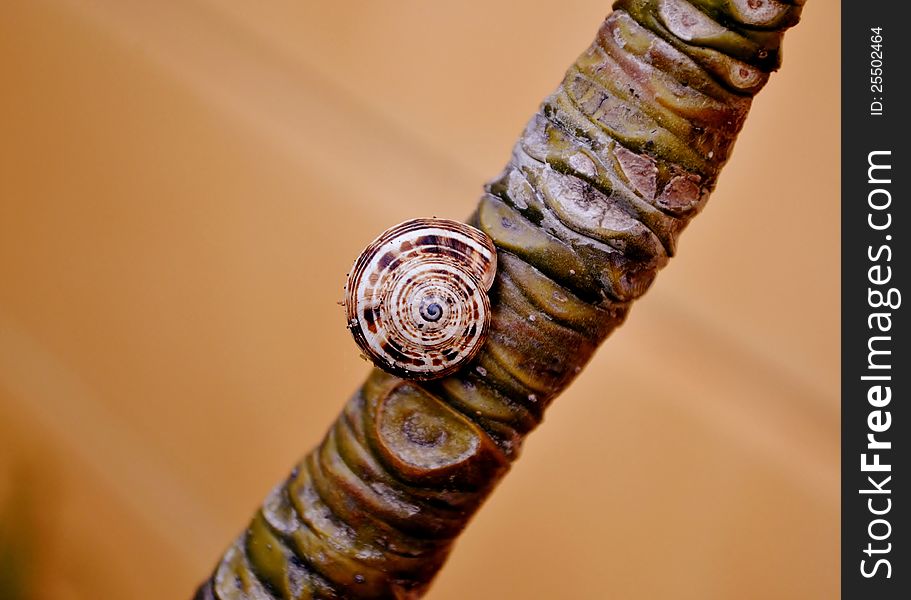 Close up of snail on frangipani tree