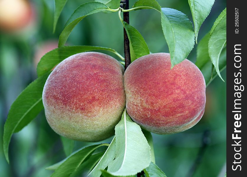 Peaches hang on a stem