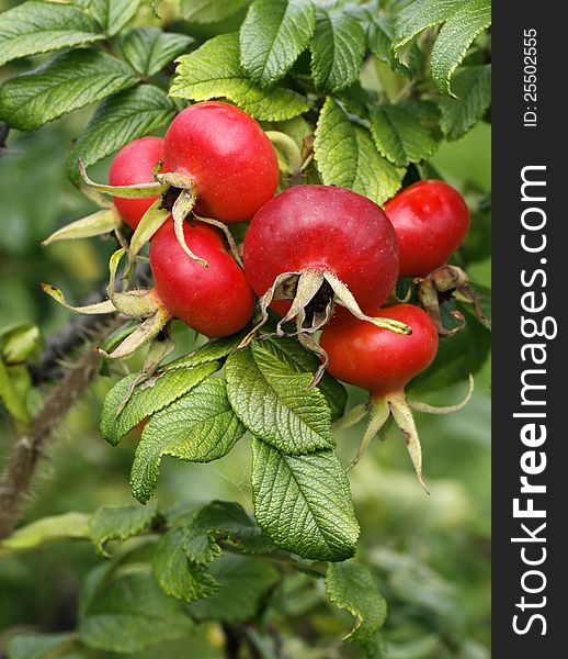 The dog rose with red fruit