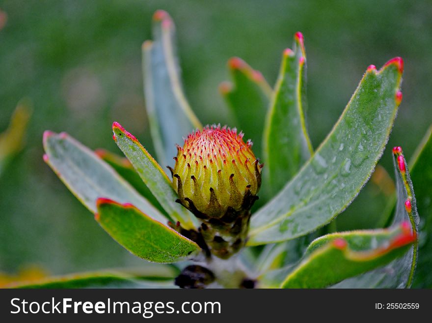 Close up of common pincushion protea bud