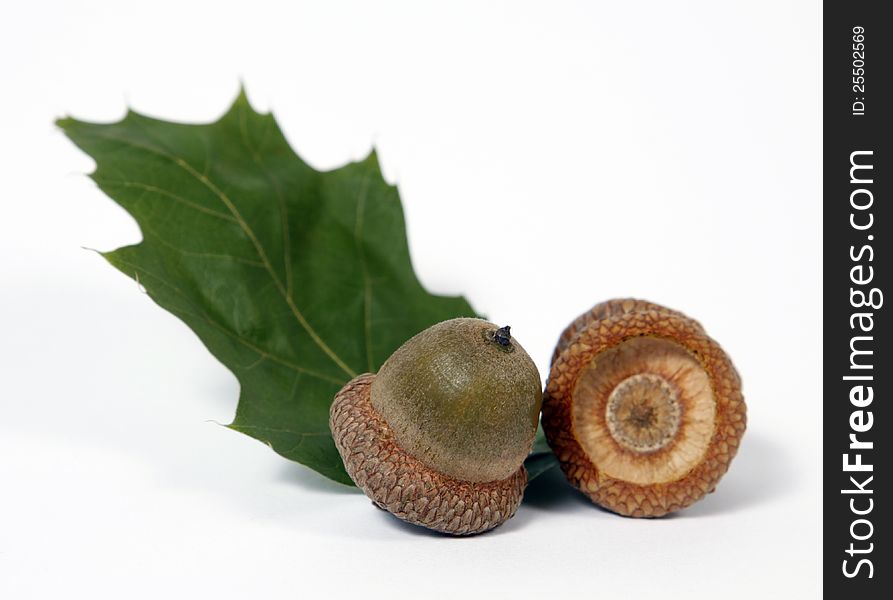Brown acorns relating to oaken leaves