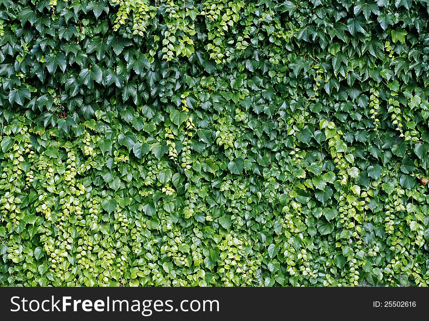 Natural background from climbing plants. Natural background from climbing plants