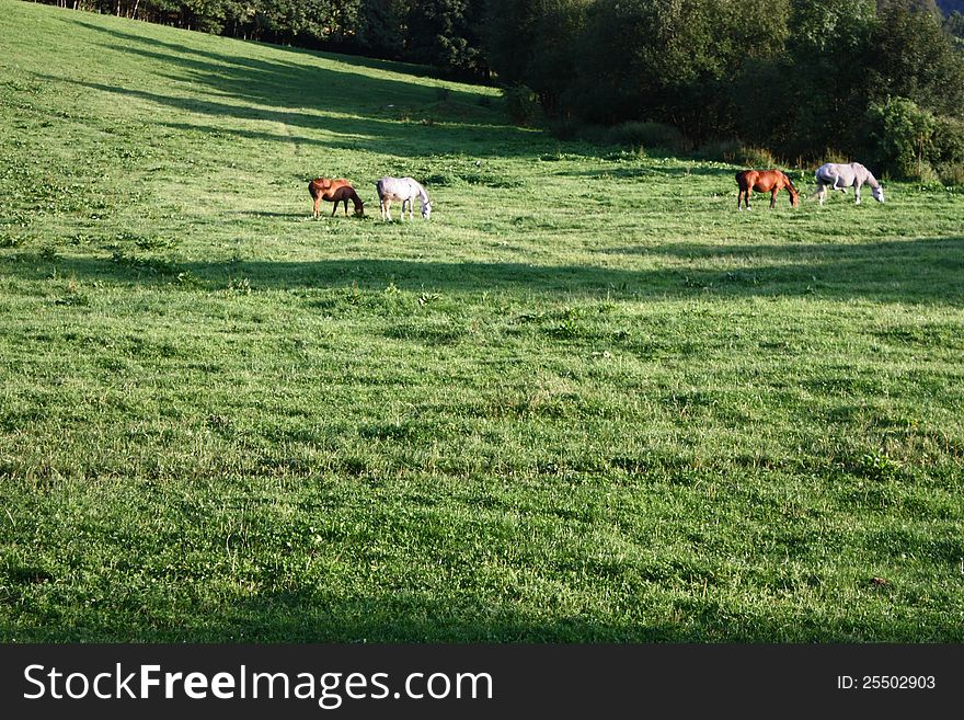 Four horses in a meadow