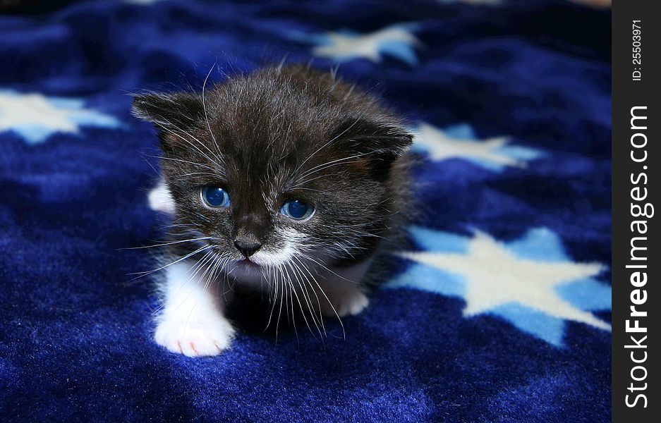Blue-eyed kitten who creeps on a carpet