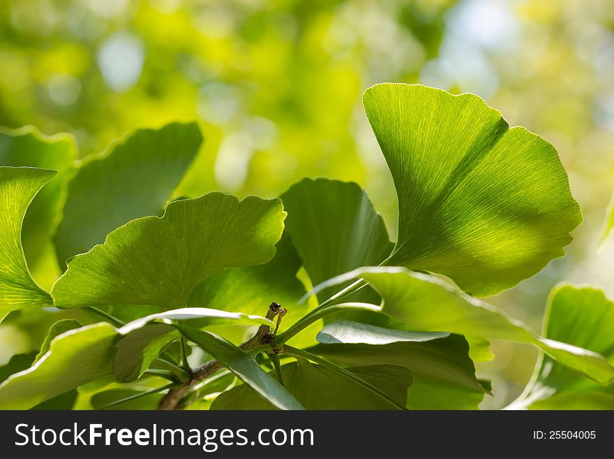 Ginkgo Biloba leaf used to manufacture drugs. Ginkgo Biloba leaf used to manufacture drugs