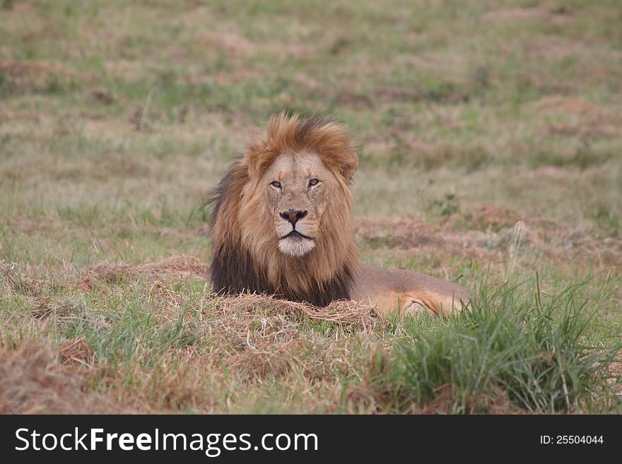 A Fully grown African Lion Male