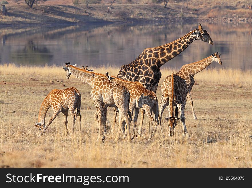 Giraffe family at the water in Pilanesberg GR