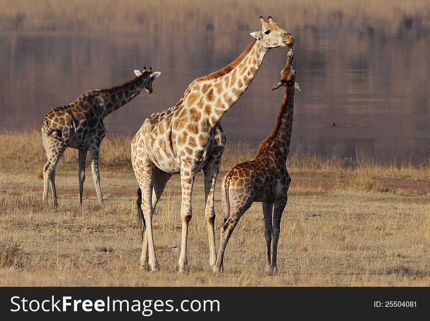 Giraffe affection between mother and child