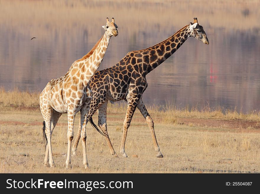 Giraffe shadow effect with dark and light colored giraffes.