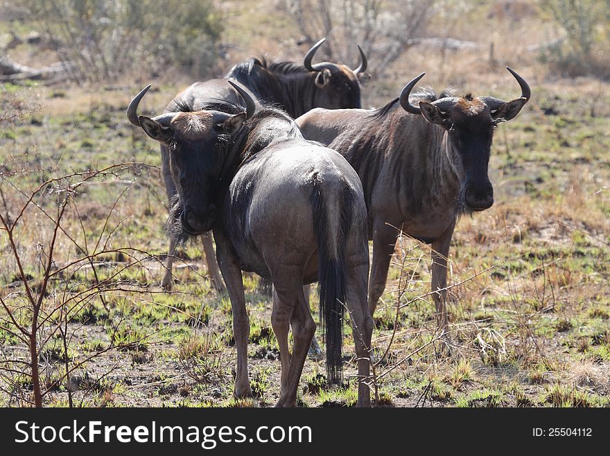 Blou Wildebeest in Pilanesberg GR