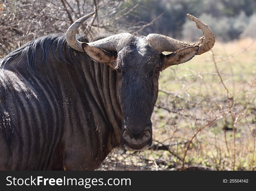 Single Blou Wildebeest with mud on his horn in Pilanesberg GR