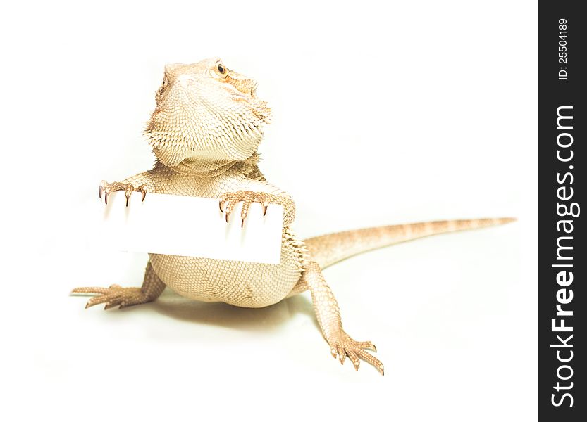 Lizard holding card in hand on white background