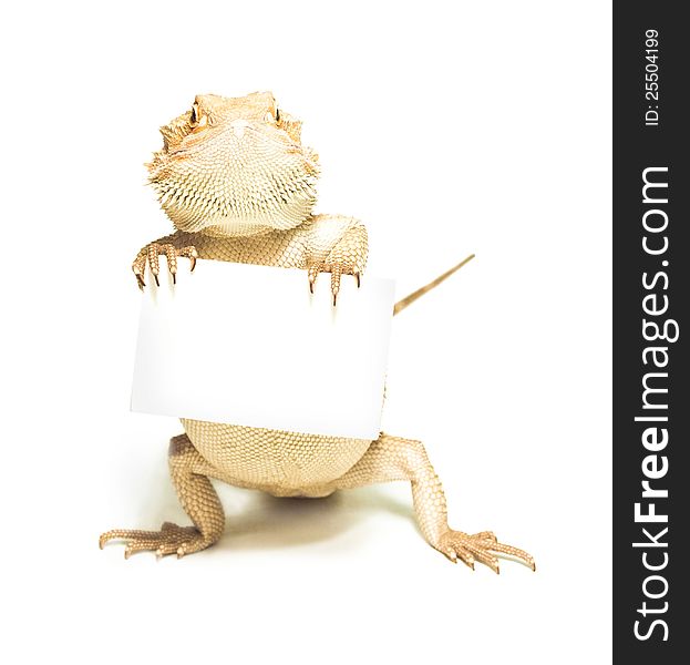 Lizard holding card in hand on white background